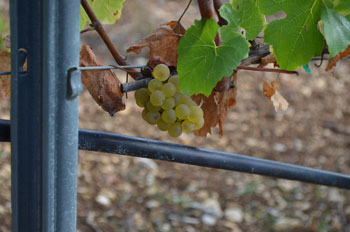 Grape bunches of Chardonnay Domaine Chante L'Oiseau