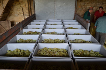 Grapes harvested from Domaine Chante L'Oiseau