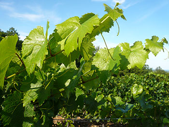 Vines from the Domaine Chante L'Oiseau