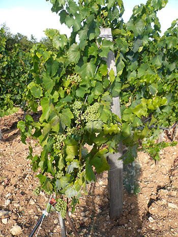 Vines from the Domaine Chante L'Oiseau